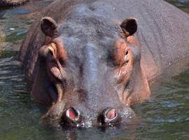 La familia hipopótama de Cabárceno estrena nuevo macho, Kavango