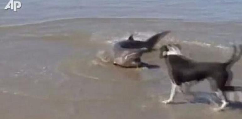 ¡Orcas contra tiburones! Espectacular batalla en Nueva Zelanda (Vídeo)