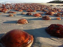 La proliferación de medusas responde a fenómenos cíclicos globales