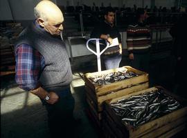 Se consolida la pesquería de la anchoa, lo que garantiza el suministro a la industria conservera 