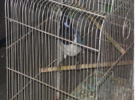 Recuperan 116 ejemplares de aves en peligro de extinción y detienen al portador en Iztapalapa  