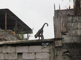 El Ministerio intenta capturar a un mono que roba la fruta a Doña Olga en Guayaquil
