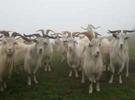 Un estudio del SERIDA descubre que las cabras del mundo corren peligro de extinción genética