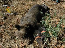 Dos detenidos por la muerte de un oso pardo en Porley, Cangas del Narcea 