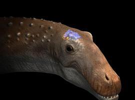 El cerebro del ampelosaurio de Cuenca, al descubierto, apunta a una nueva especie 