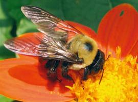 Greenpeace aplaude la iniciativa de la CE para vetar los pesticidas peligrosos para las abejas