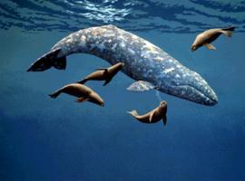 El origen y la evolución de los cetáceos explicados en un video