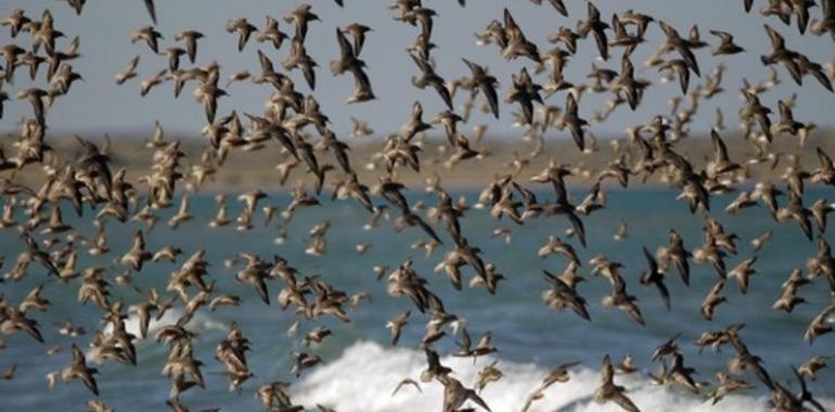 Avistaje de aves: creciente atracción para extranjeros en Argentina