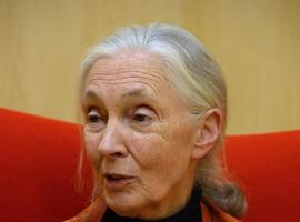 Jane Goodall: \"Si yo fuera un toro no querría participar en una lidia\"