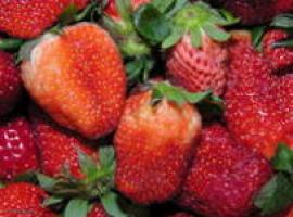 Las hojas de fresa son potenciales fuentes de antioxidantes de origen natural
