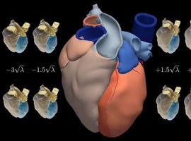 Consiguen el atlas en 3D del corazón humano