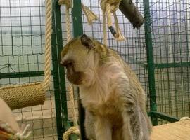 El Zoo de Oviedo abre sus puertas de cara la primavera con un nuevo habitante, Helen