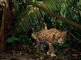  Impresionante foto de un Jaguar en Ecuador es la foto del día de National Geographic