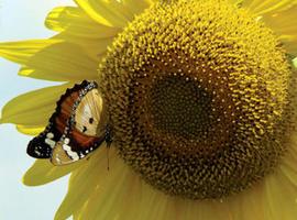 Los insectos silvestres polinizan las cosechas mejor que las abejas domésticas