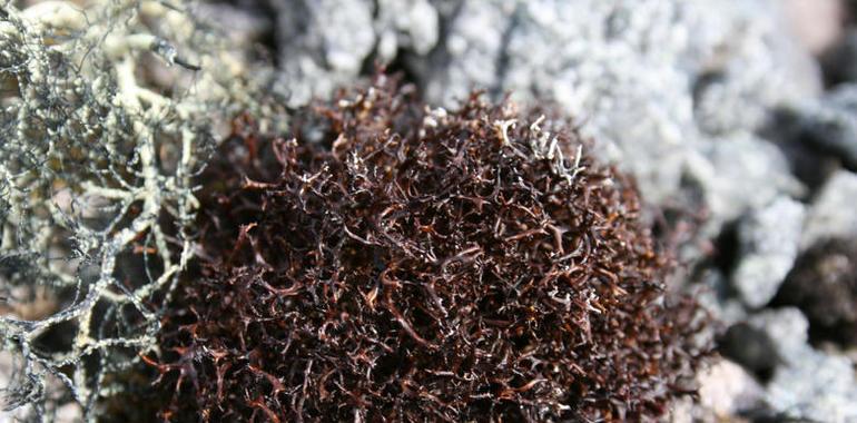 Los líquenes seleccionan las algas mejor adaptadas al lugar donde crecen 