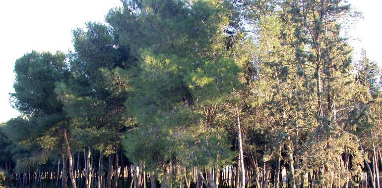 Un manual asesorará a los propietarios de la provincia de Valladolid en la gestión forestal sostenible