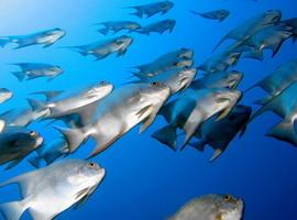 España obtiene 238 toneladas suplementarias de bacalao ártico 