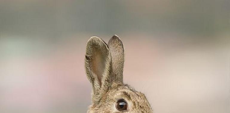¿Y si desaparecieran los conejos en Doñana