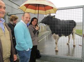 Europa declara a Asturias región libre de brucelosis ovina y caprina