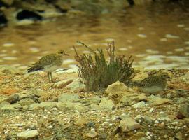 Inyectan agua de mar en las salinas de Marchamalo para salvar la avifauna