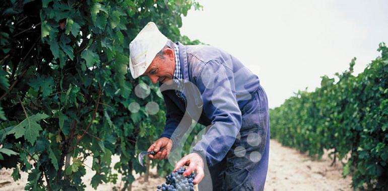 Establecen los parámetros de calidad para uva de vinificación