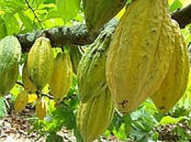 Nace la Organización de Países Productores de Cacao Fino de Aroma