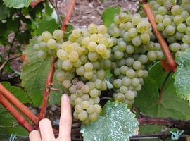 Estudian el uso de hormonas que propician la caída de la uva para mejorar la vendimia mecanizada