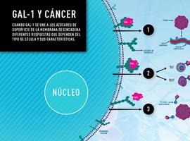 Bloqueo a una molécula clave que hace crecer el cáncer