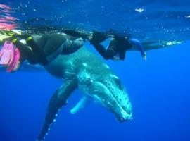 Con ballenas jorobadas en Isla Rurutu
