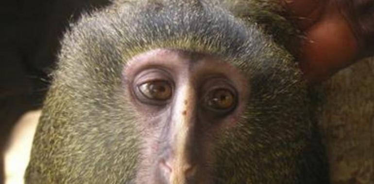 El mono con cara humana y la mariposa de Flickr, de lo más descubierto en 2012 