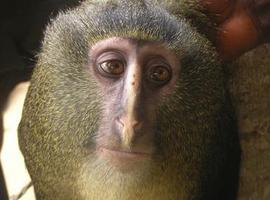 El mono con cara humana y la mariposa de Flickr, \de lo más\ descubierto en 2012 