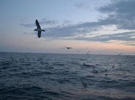 Campaña científica para reducir capturas accidentales de aves marinas durante la pesca