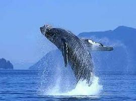 Pese a la prohibición, Islandia matará 184 ballenas de Aleta para comida de perros japoneses