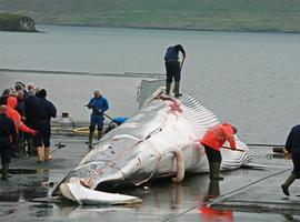 Greenpeace lamenta que Islandia reabra su caza comercial de ballenas