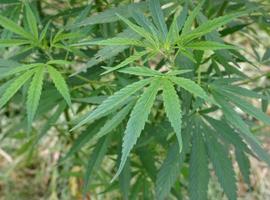 Identificado el mecanismo que altera la coordinación motora por consumo crónico de cannabis