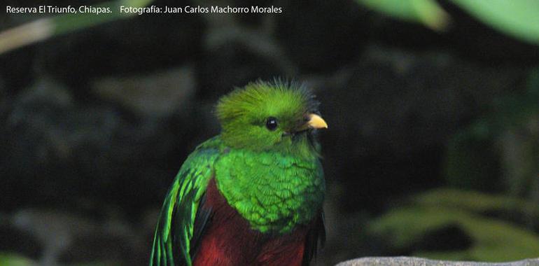 Quetzal, el ave de Moctezuma