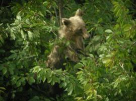 Más de 4300 árboles para la recuperación del oso pardo en el Bierzo