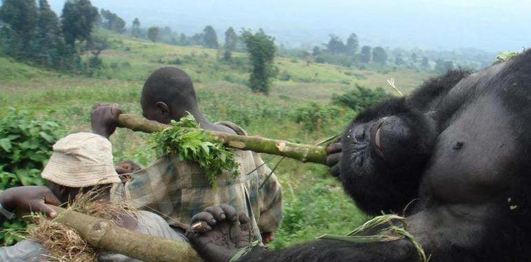 Peligra el patrimonio mundial natural de la República Democrática de Congo