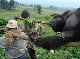 Peligra el patrimonio mundial natural de la República Democrática de Congo