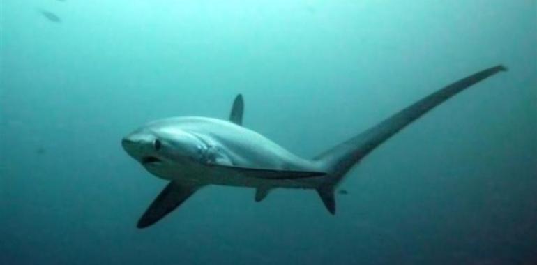 Tiburón raposu caza sardines por delante… y por detrás
