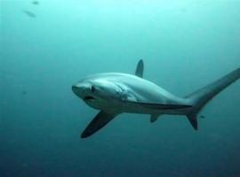 Tiburón \raposu\ caza sardines por delante… y por detrás