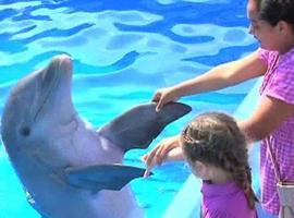 Un delfin te ayuda a vivir
