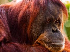 Chimpancés y orangutanes recuerdan experiencias vividas hace años 