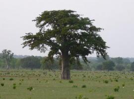 El baobab, declarado Árbol Nacional de República Dominicana