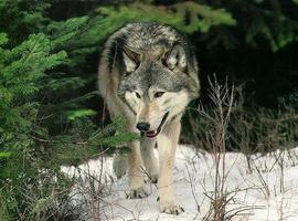 Campo: “La Consejería oculta sospechosamente los ejemplares de lobo abatidos\"