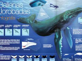 Guía para observar ballenas jorobadas 