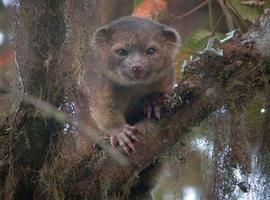 Olinguito: Descubren una nueva especie de mamífero en los bosques nublados de Ecuador  