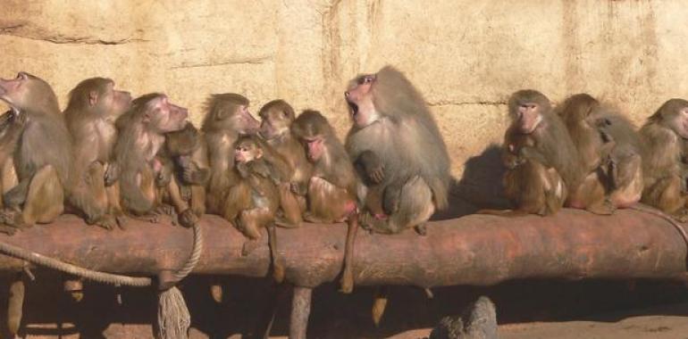 Los babuinos con mayor estatus social sufren más estrés