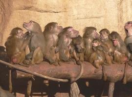 Los babuinos con mayor estatus social sufren más estrés