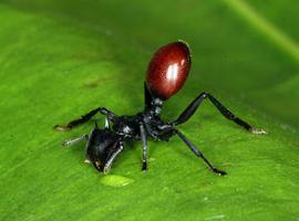 El altruismo en las hormigas y la manipulación materna
